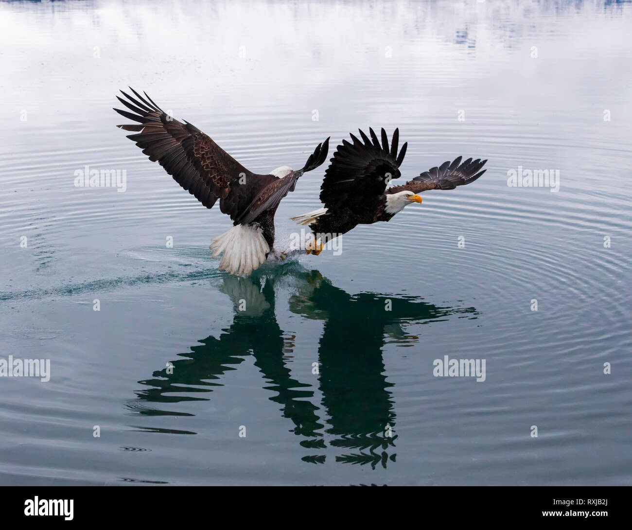 Bald eagles, Haliaeetus leucocephalus, diving for fish Stock Photo