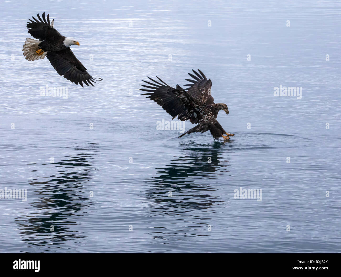 Bald eagles, Haliaeetus leucocephalus, diving for fish Stock Photo