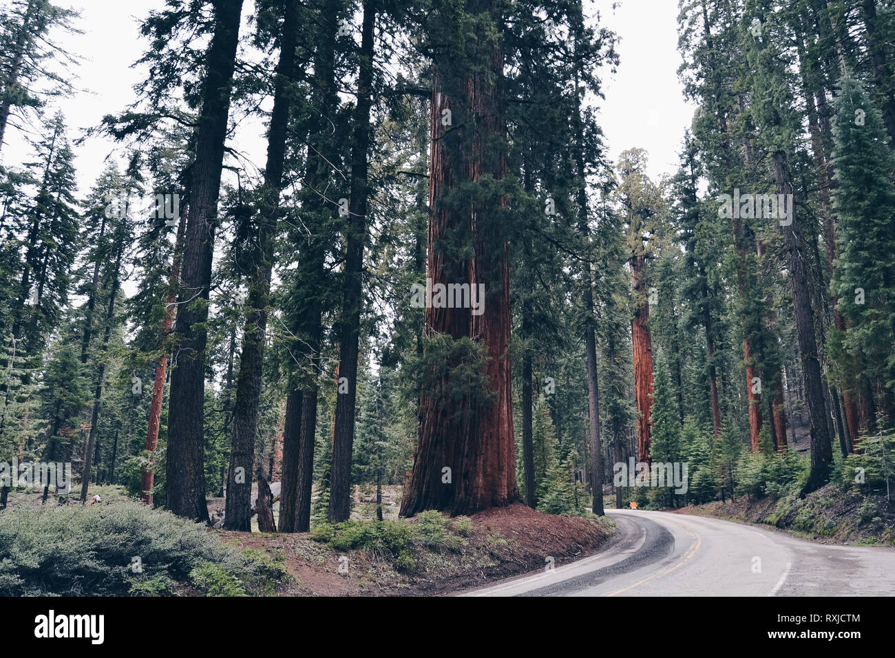 Big trees in Sequoia National Park Stock Photo