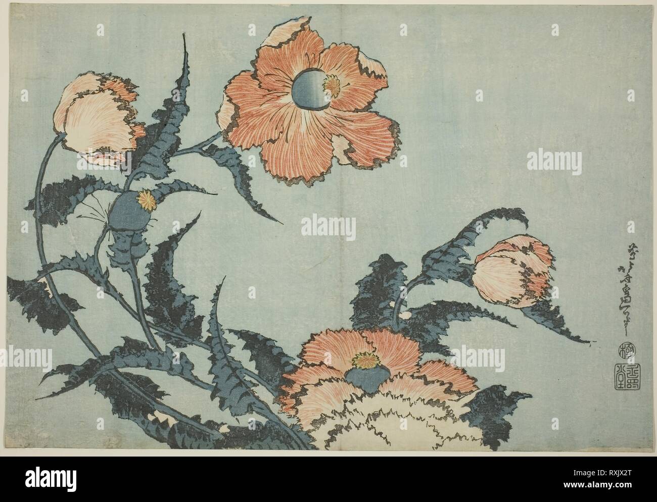 Poppies, from an untitled series of flowers. Katsushika Hokusai ?? ??; Japanese, 1760-1849. Date: 1827-1839. Dimensions: 25.4 x 36.5 cm (10 x 14 3/8 in.). Color woodblock print; oban. Origin: Japan. Museum: The Chicago Art Institute. Stock Photo