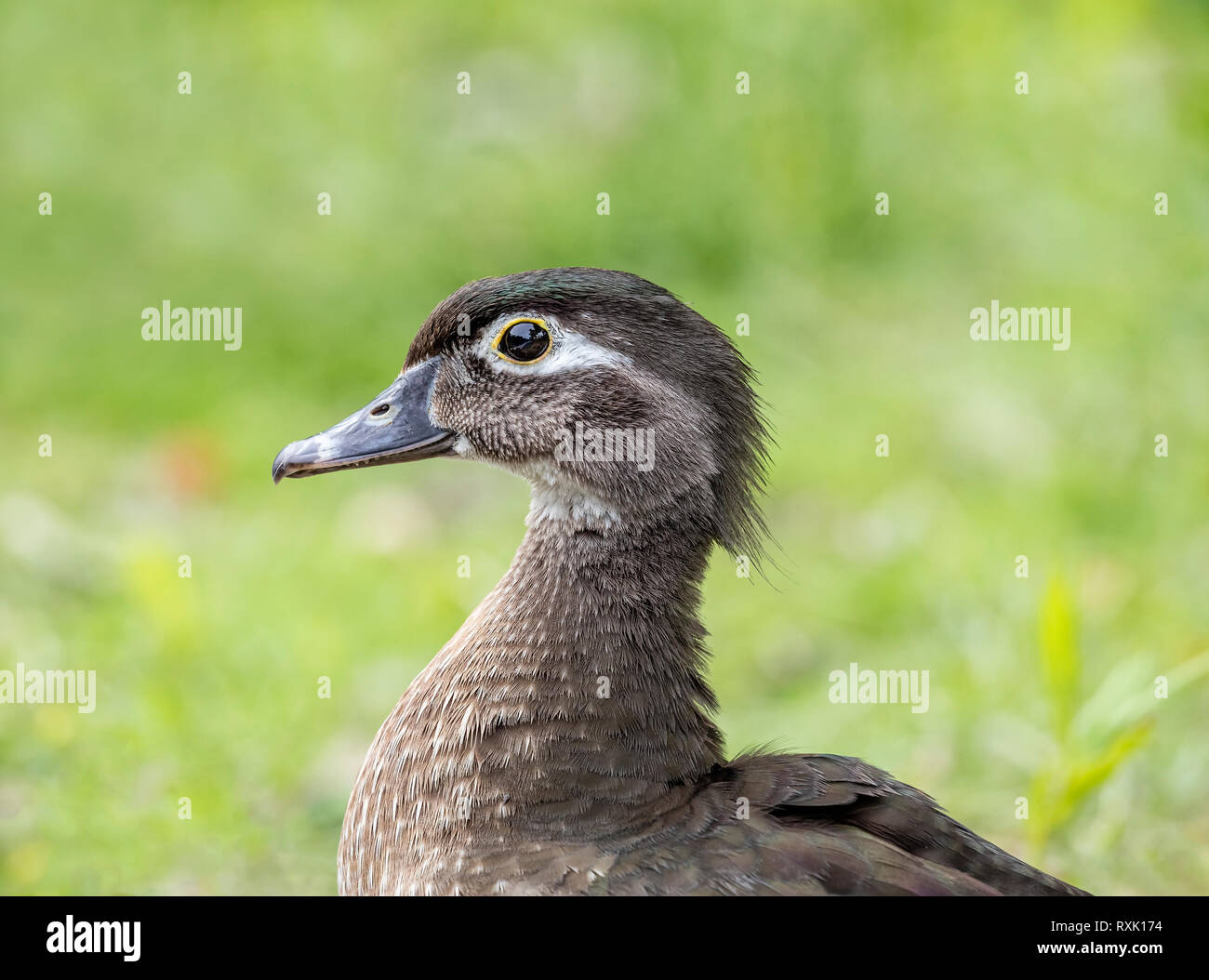 Female Wood Duck, (Aix sponsa), close up, Manitoba, Canada Stock Photo