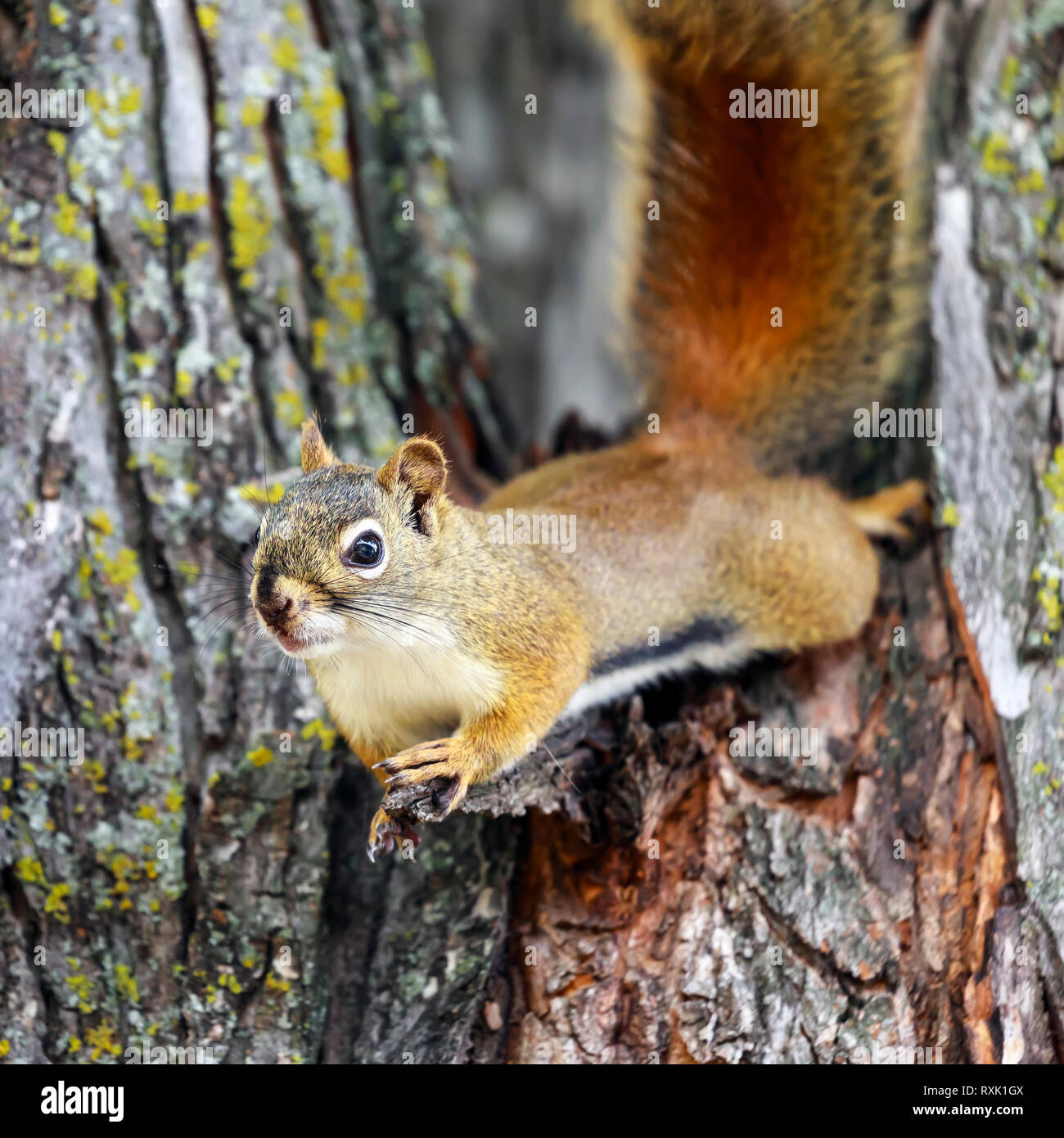 American Red Squirrel on a tree, (Tamiasciurus hudsonicus), Manitoba, Canada. Stock Photo