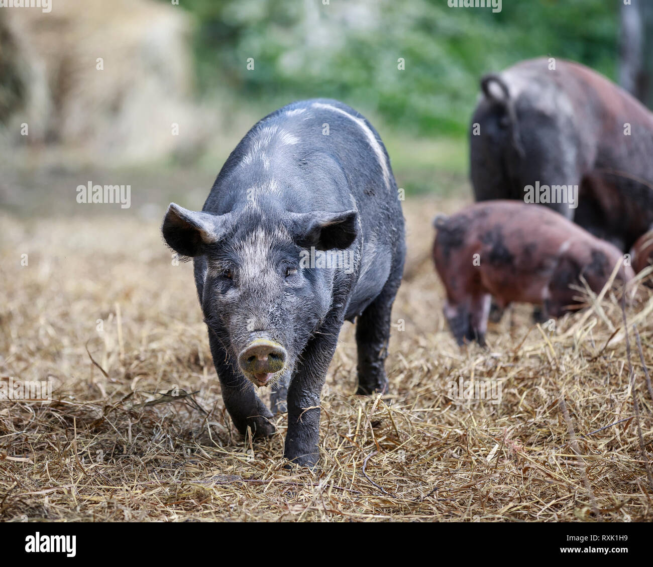 Domesticated Pigs in an outdoor pen, Manitoba, Canada Stock Photo