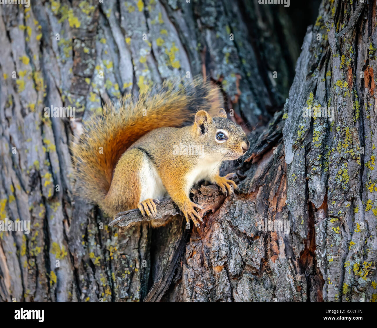 American Red Squirrel on a tree, (Tamiasciurus hudsonicus), Manitoba, Canada Stock Photo