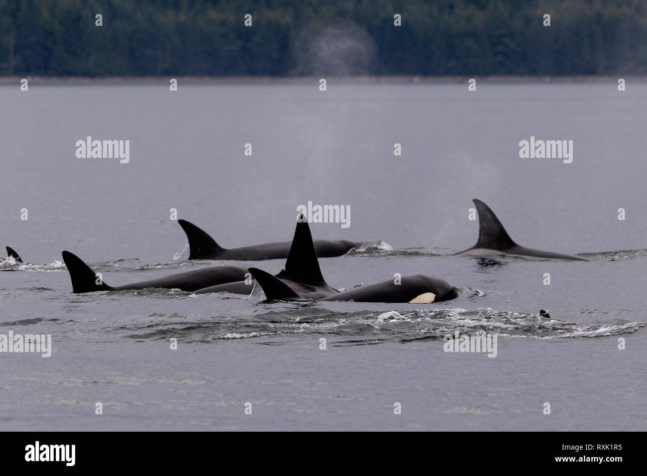 Northern resident orca whale pod (killer whales, Orcinus orca) travelling through Johnstone Strait close to the Vancouver Island shoreline on a late afternoon, First Nations Territory, Vancouver Island, British Columbia, Canada. Stock Photo