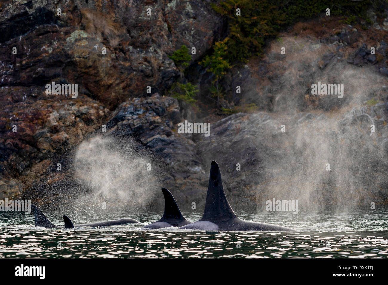 Northern resident orca whale pod (killer whales, Orcinus orca) travelling through Johnstone Strait close to the Hanson island shoreline on a late afternoon, First Nations Territory, Vancouver Island, British Columbia, Canada. Stock Photo