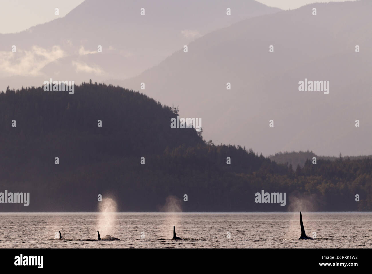 Northern resident orca whale pod (killer whales, Orcinus orca) travelling through Blackfish Sound on a beautiful late afternoon with scenic vancouver Island Mountains as a backdrop, First Nations Territory, Vancouver Island, British Columbia, Canada. Stock Photo