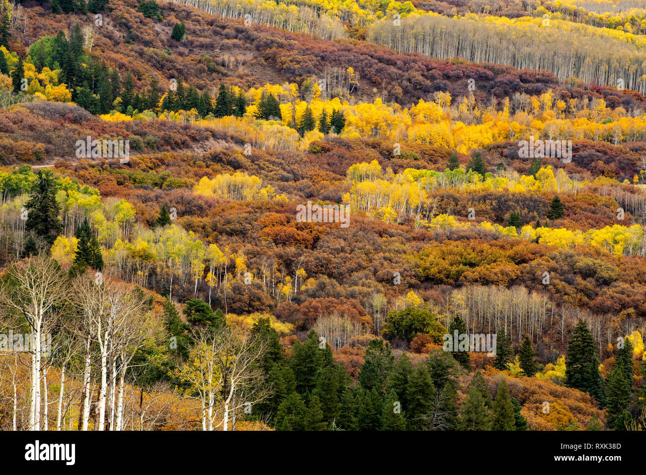 Kebler Pass, Crested Butte, Colorado, USA Stock Photo