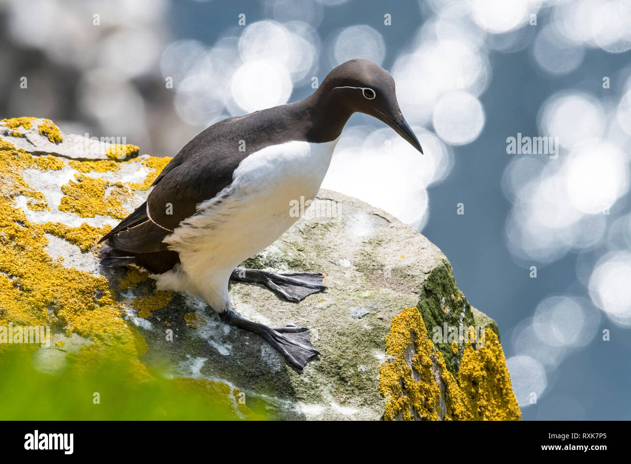 Common murre at Cape St. Mary's Ecological Reserve, nesting on rocks on face of cliff. Stock Photo