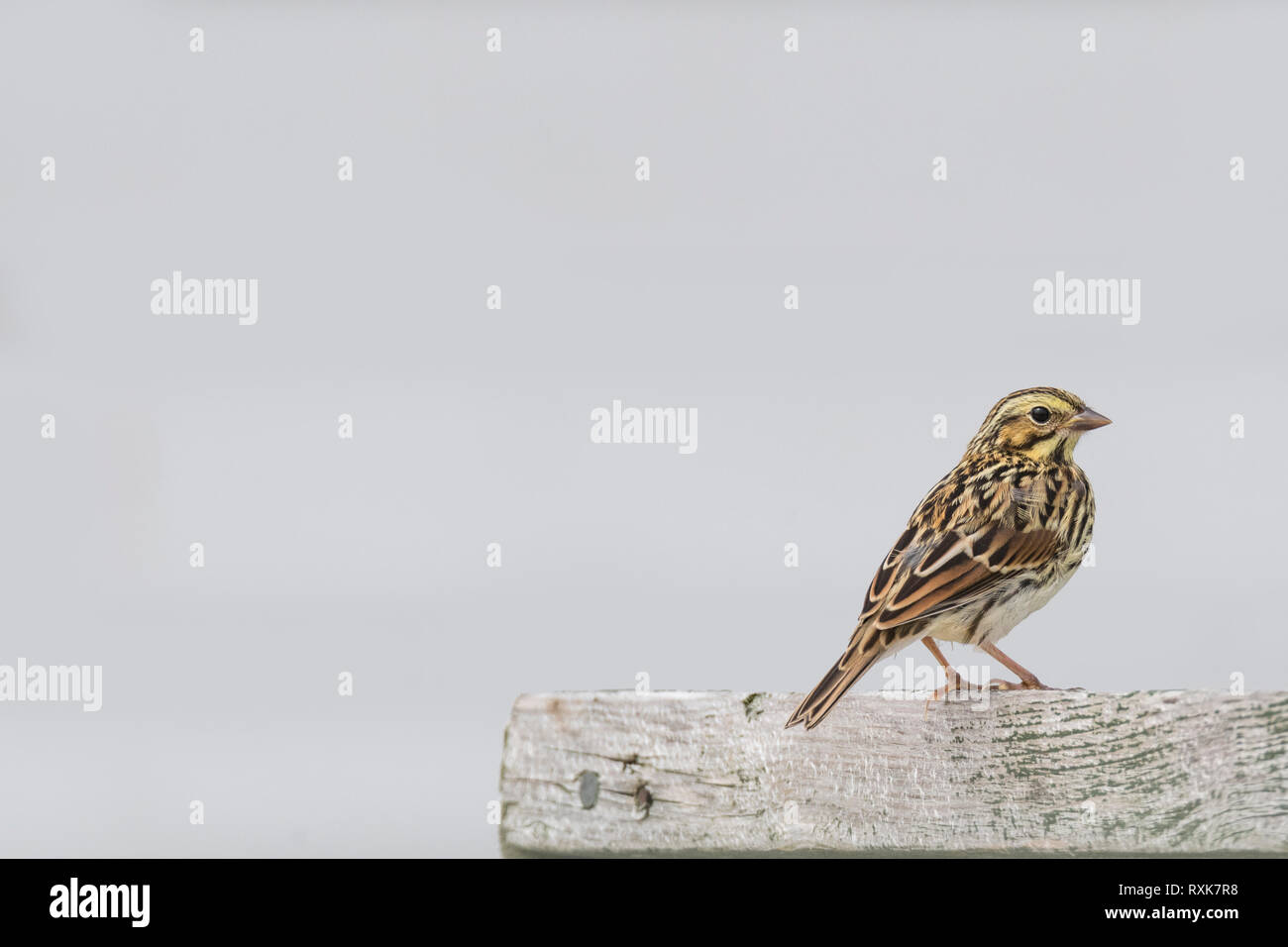 Savannah Sparrow perching on railing of boardwalk at Cape St. Mary's Ecological Reserve, Newfoundland, Canada Stock Photo