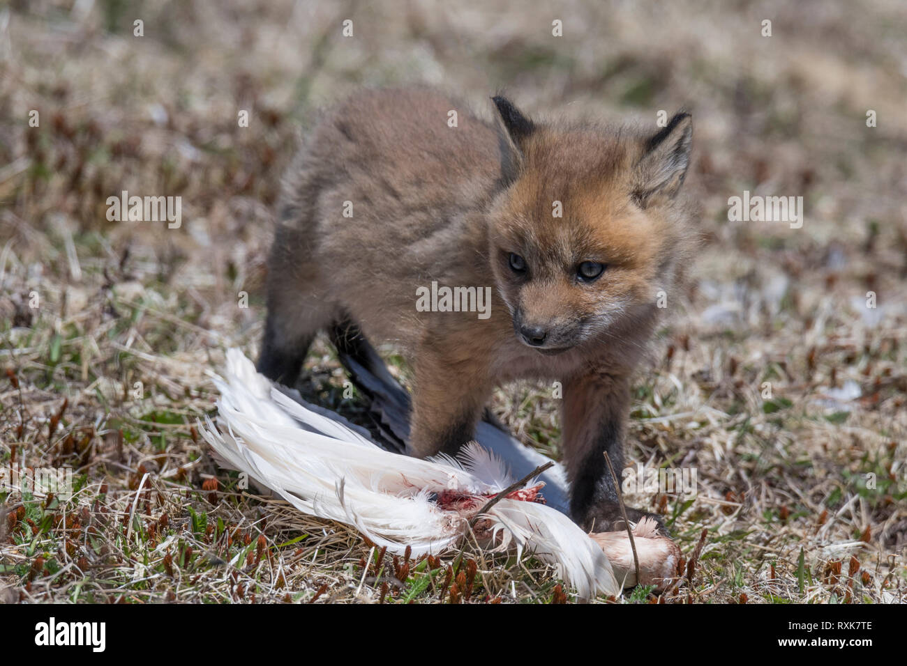 Red fox kit checking out bird wing provided by parent at, Cape St. Mary's, Newfoundland Stock Photo