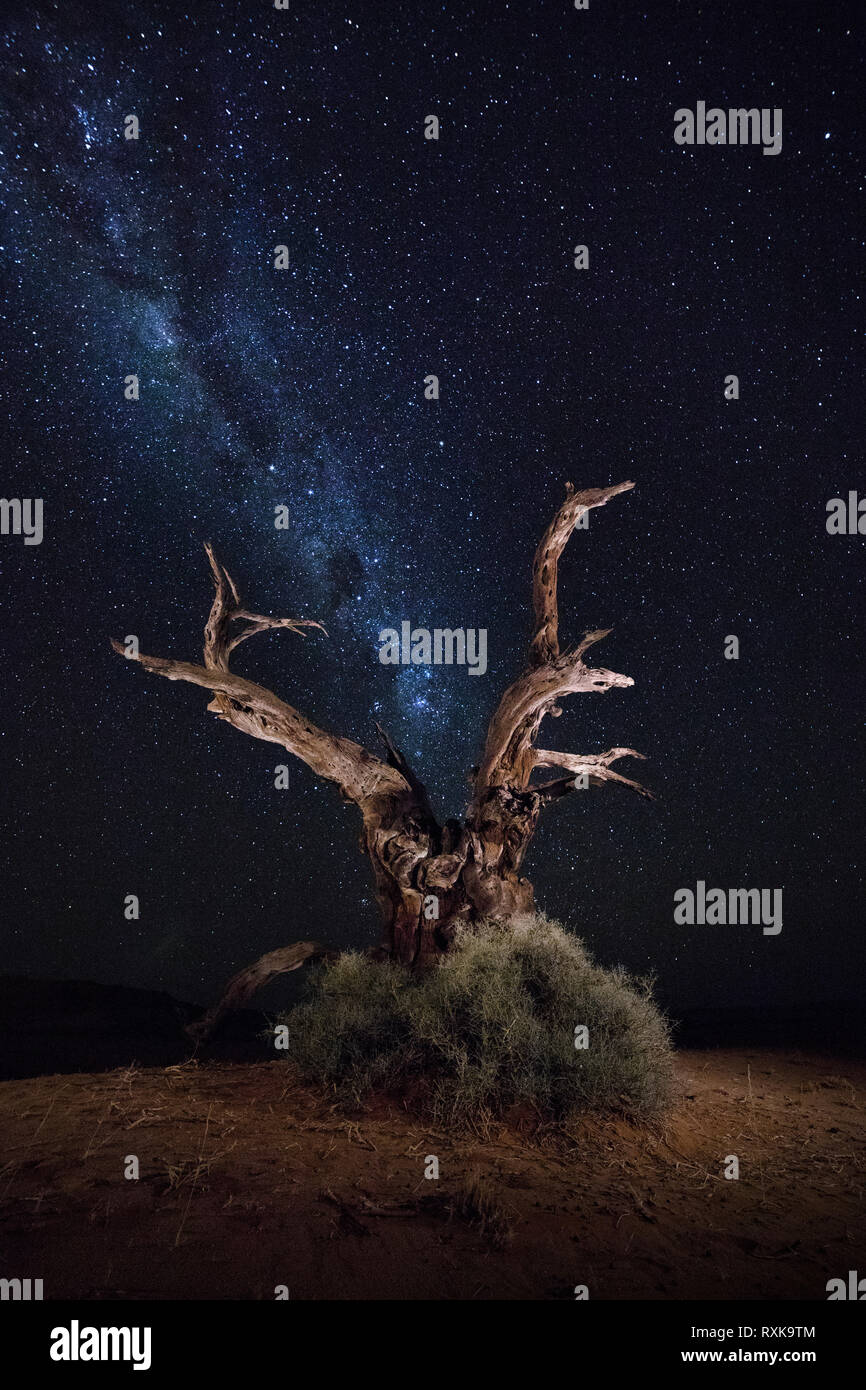 A lone dead tree sits under the Milky Way in Sossusvlei, Namibia. Stock Photo