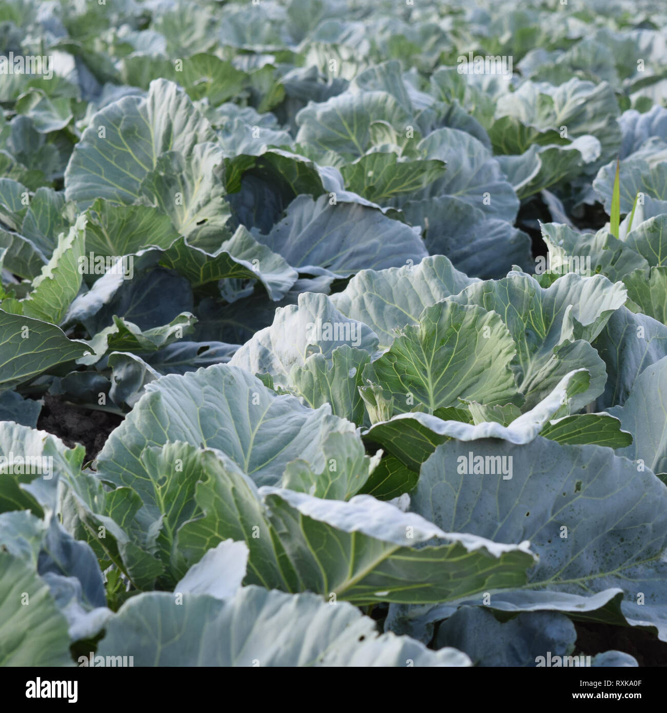 Cabbage field. Cultivation of cabbage in an open ground in the field ...