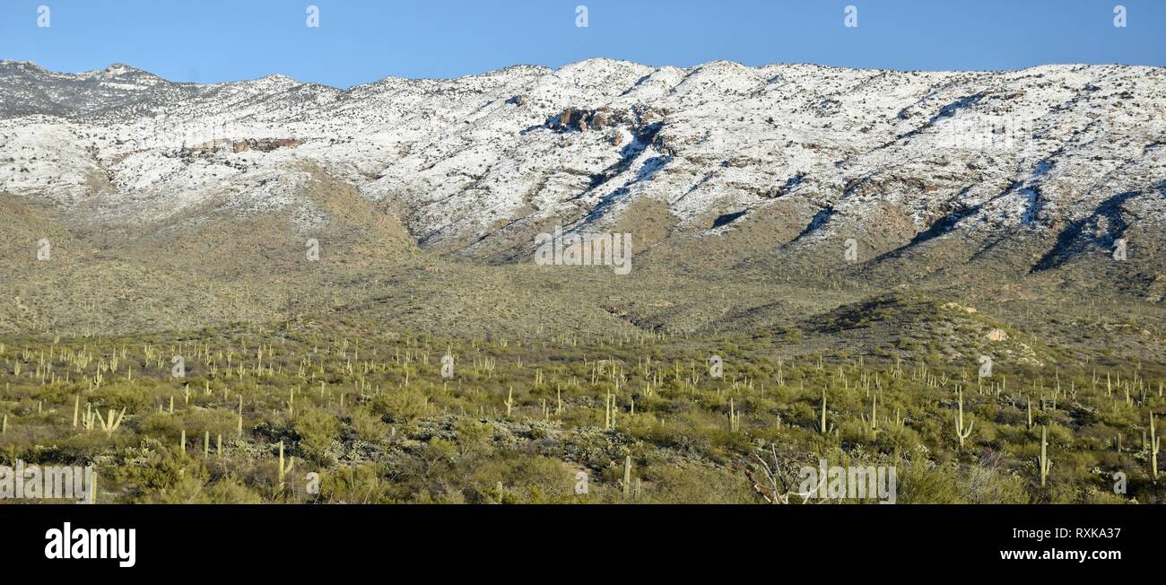 Saguaro cactus of the Sonoran Desert and snow in the Rincon Mountains in Saguaro National Park in Tucson, Arizona. Stock Photo
