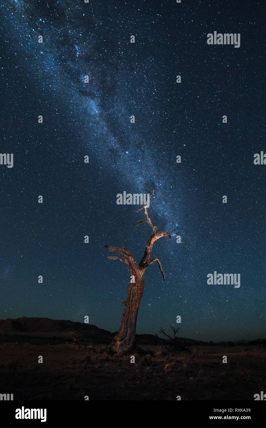A lone dead tree sits under the Milky Way in Sossusvlei, Namibia. Stock Photo