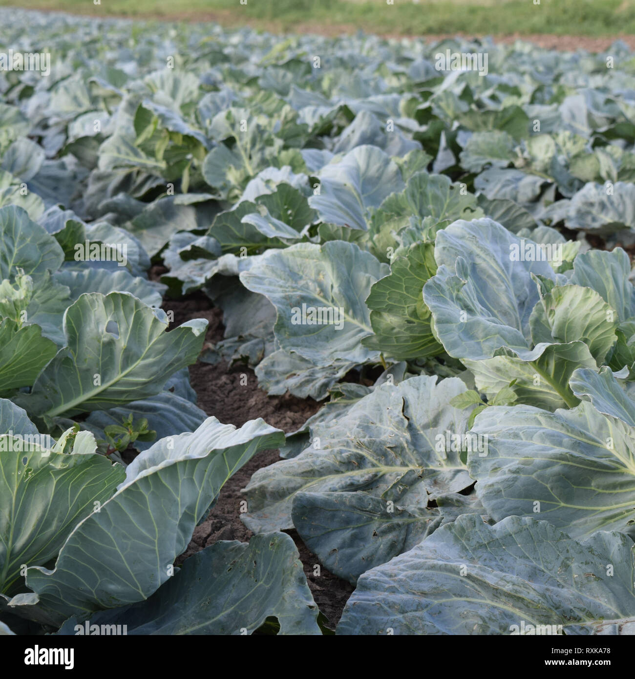 Cabbage field. Cultivation of cabbage in an open ground in the field ...
