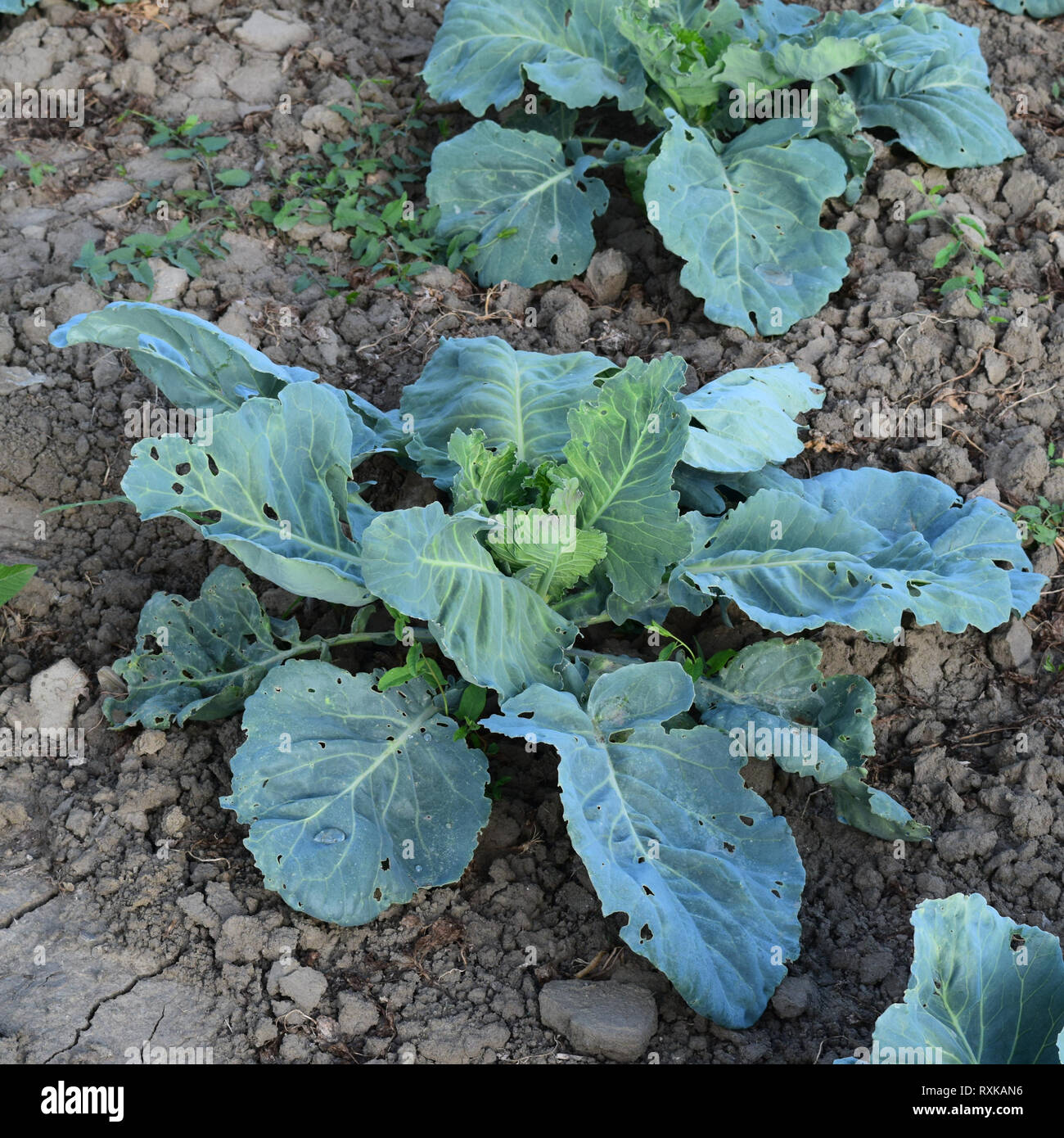 Cabbage field. Cultivation of cabbage in an open ground in the field ...