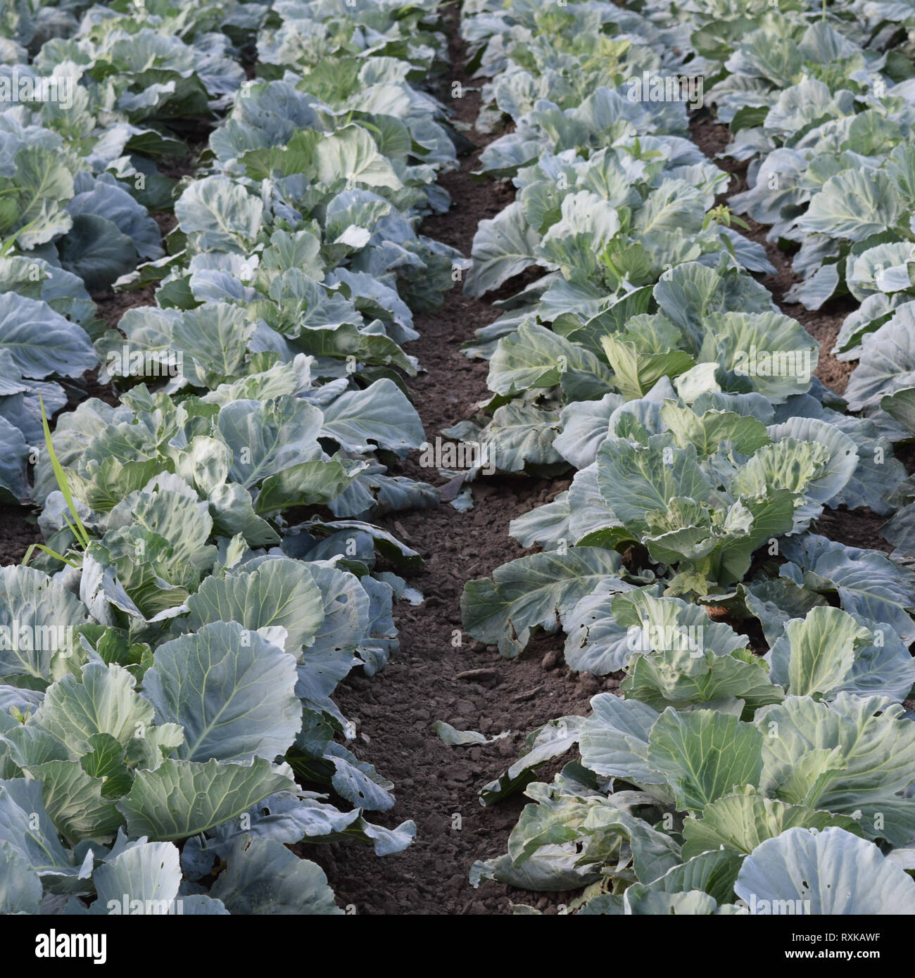 Cabbage field. Cultivation of cabbage in an open ground in the field ...