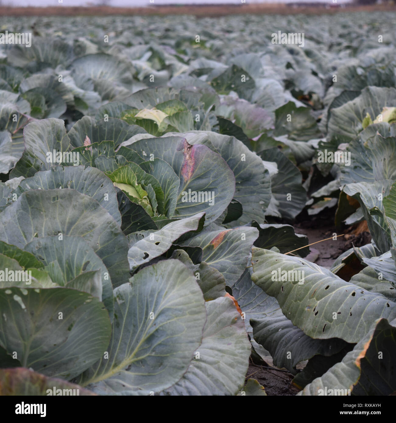 Cabbage field. Cultivation of cabbage in an open ground in the field ...