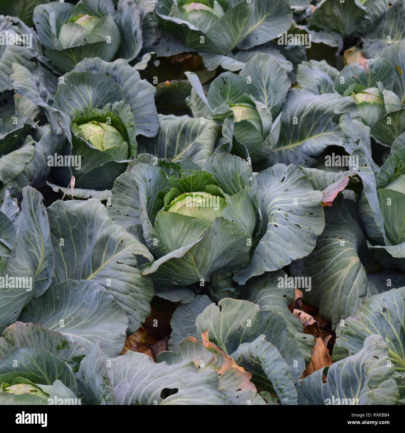 Cabbage field. Cultivation of cabbage in an open ground in the field ...