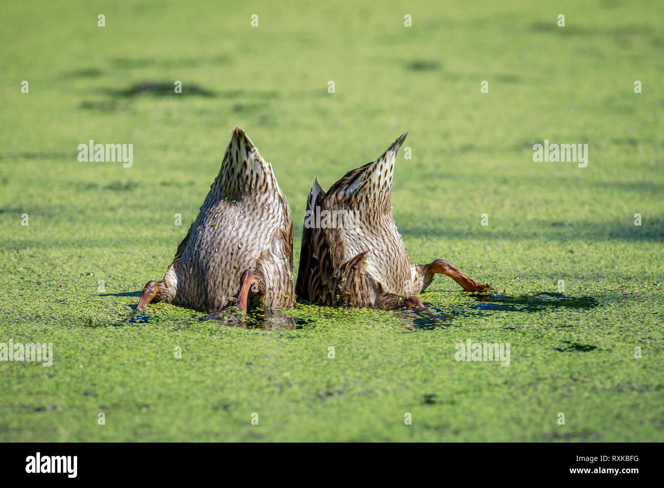 Pair of dabbling ducks, tipping and feeding in duckweed, female Mallards, Oak Hammock Marsh, Manitoba, Canada. Stock Photo