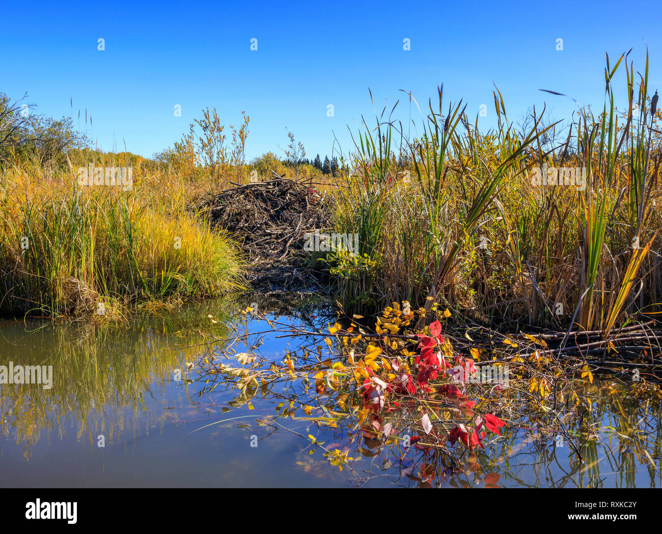 Beaver Lodge, Riding Mountain National Park, Manitoba, Canada Stock Photo