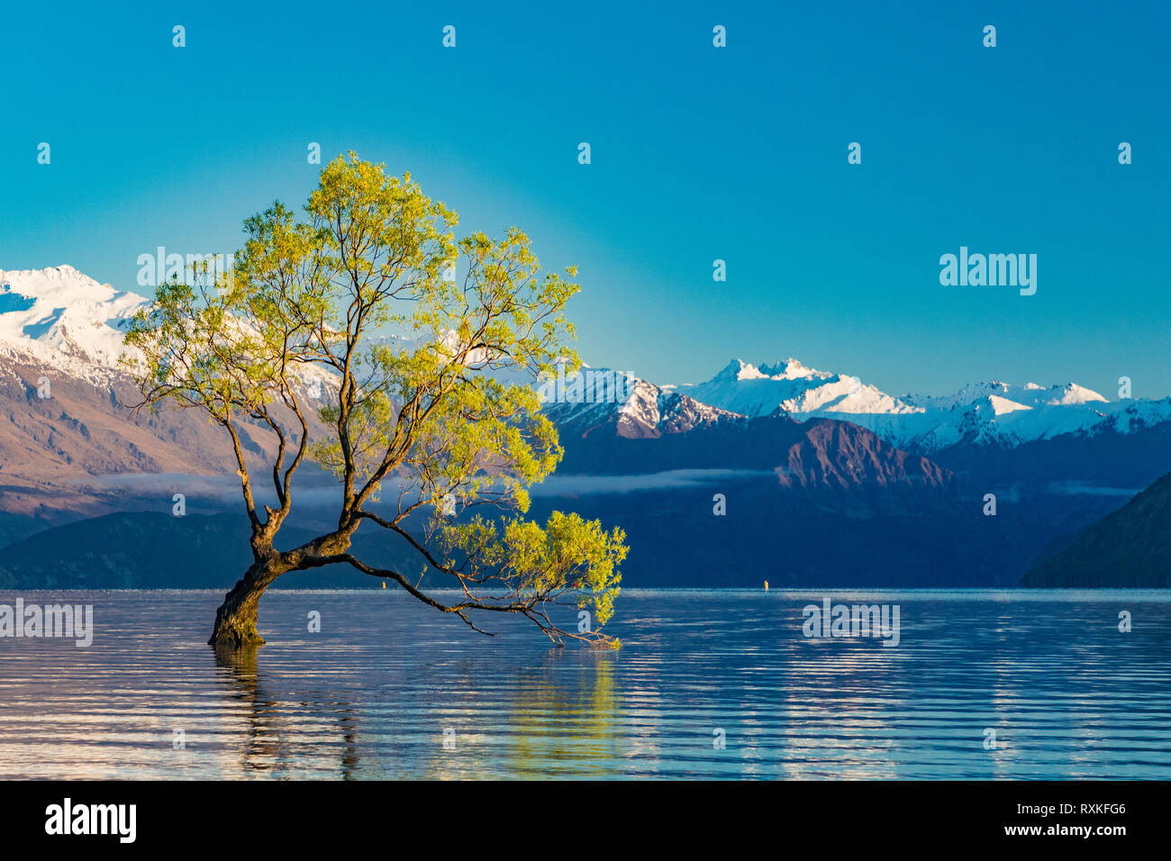 The famous Lonely tree of Lake Wanaka and snowy Buchanan Peaks, South ...