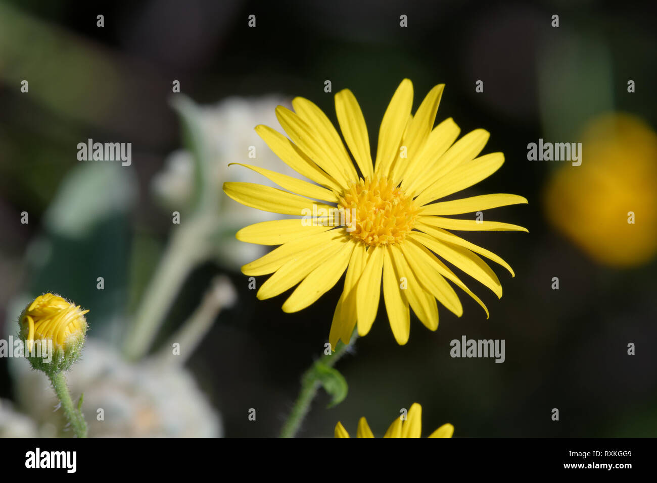 False Goldenaster Stock Photo