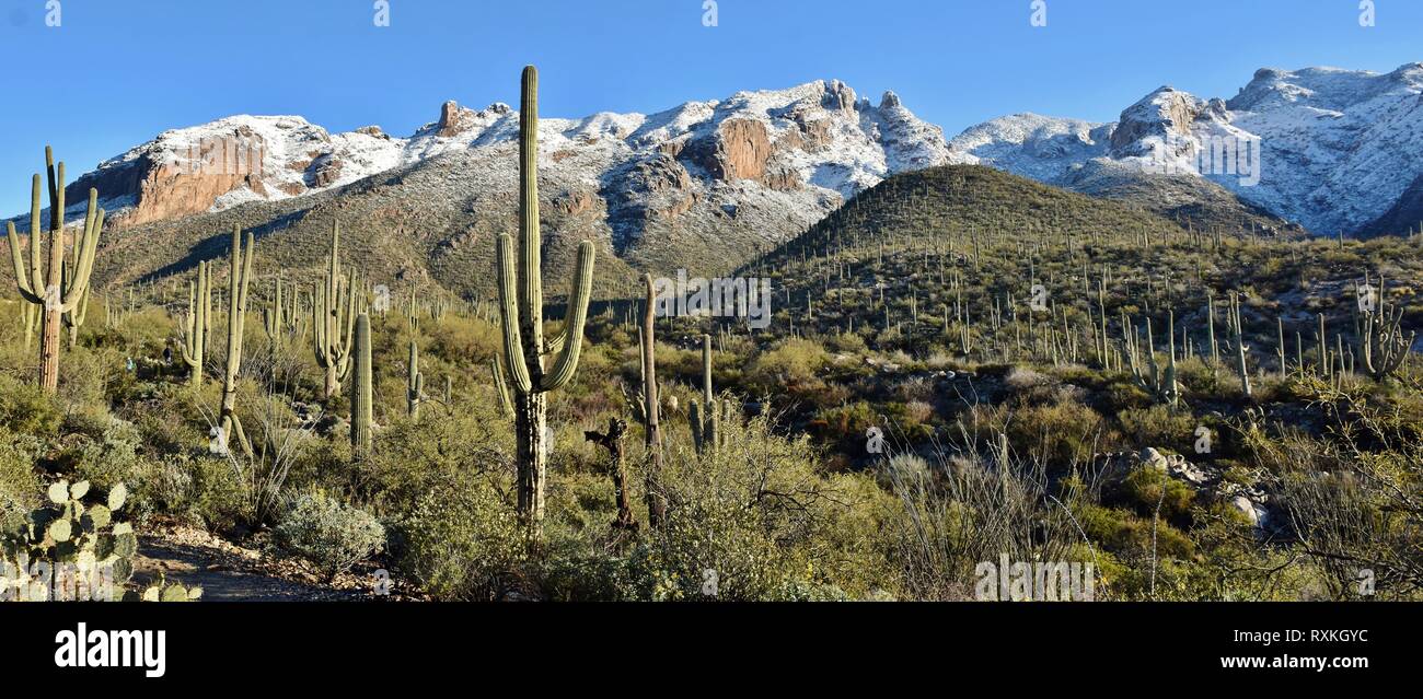 Snow and the saguaro cactus of the Sonoran Desert and Catalina Mountains outside Tucson, Arizona. Stock Photo