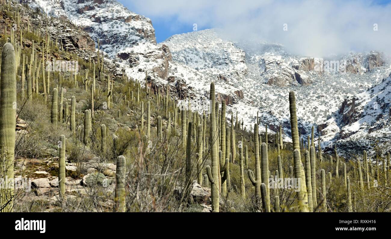 Snow and the saguaro cactus of the Sonoran Desert and Catalina Mountains outside Tucson, Arizona. Stock Photo