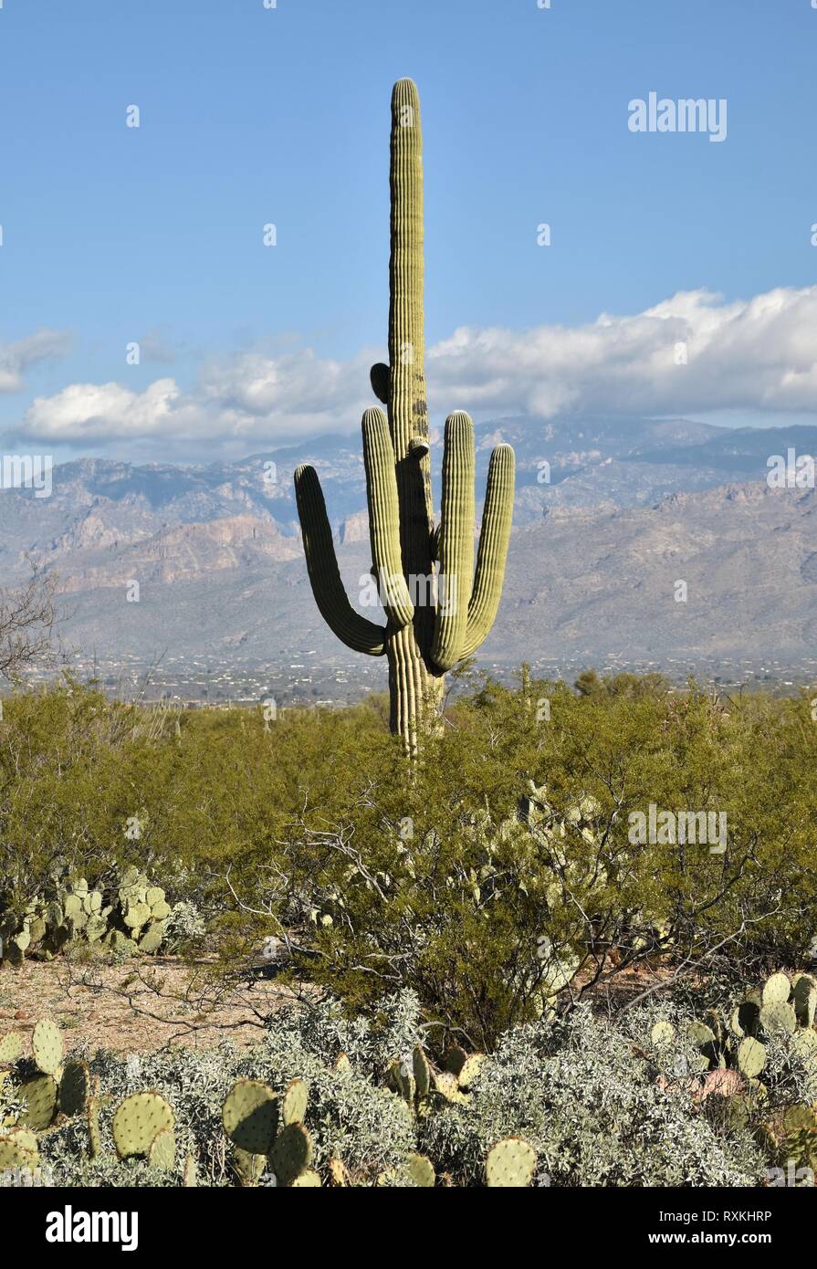 A saguaro cactus in Saguaro National Park outside Tucson, Arizona. Stock Photo