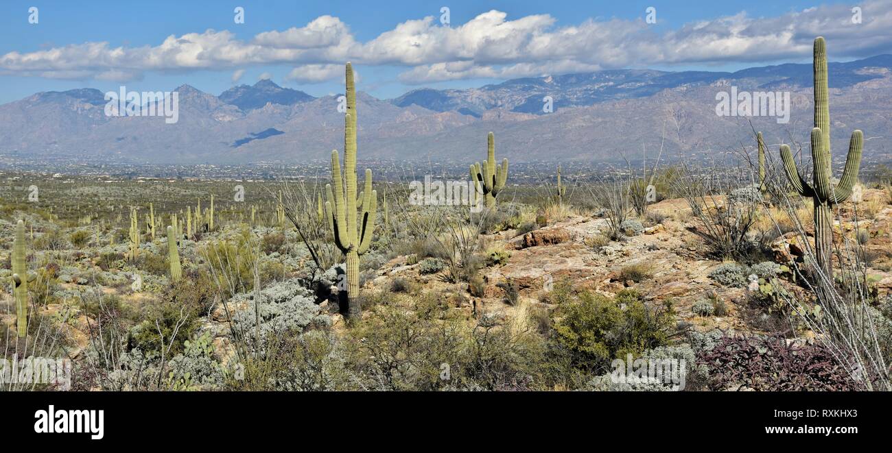 A forest of saguaro cactus in the Rincon Mountains of Saguaro National Park outside Tucson, Arizona. Stock Photo