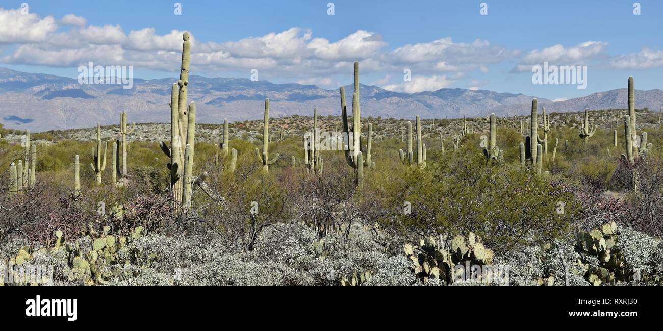 A forest of saguaro cactus in the Rincon Mountains of Saguaro National Park outside Tucson, Arizona. Stock Photo