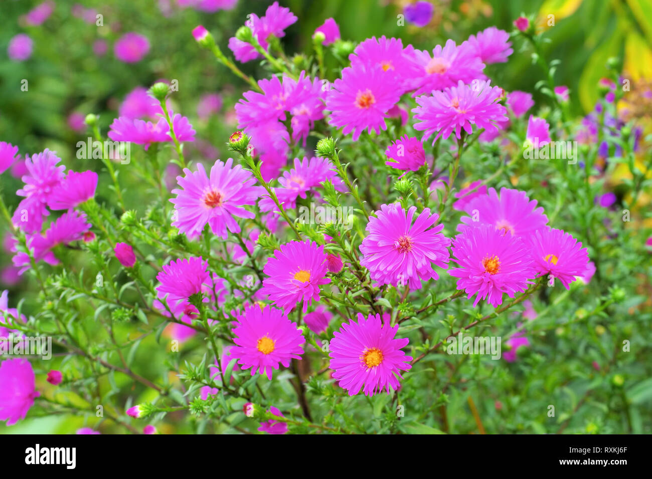 Get Bewunderung HD Bewunderung