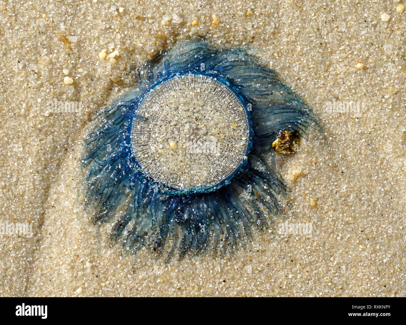 Blue button jellyfish (Porpita porpita) washed up on shore, Koh Samui