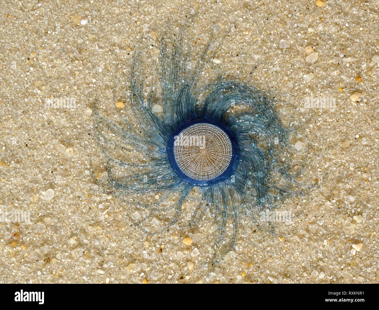 Blue button jellyfish (Porpita porpita) washed up on shore, Koh Samui, Thailand Stock Photo