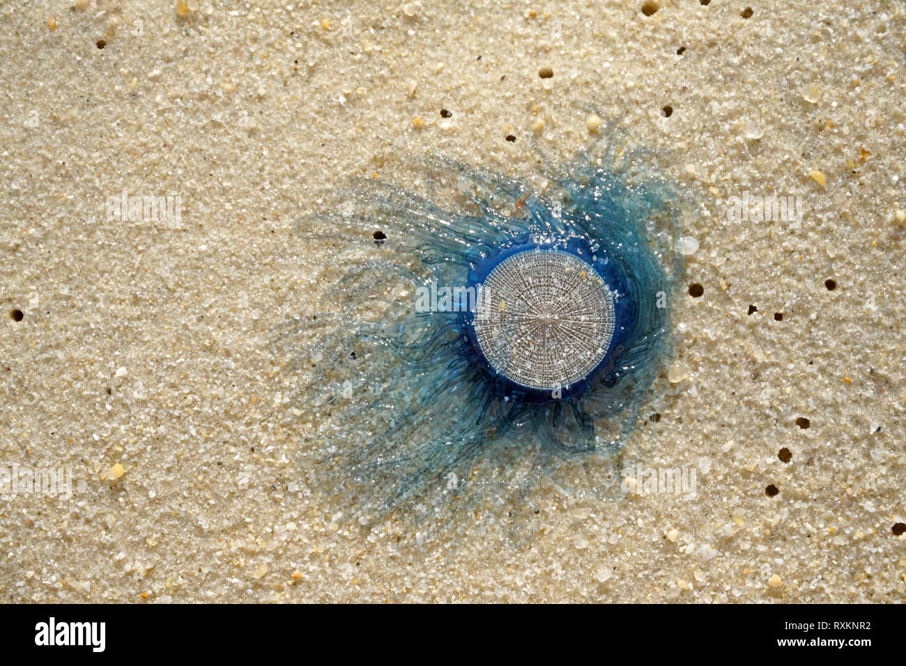 Blue button jellyfish (Porpita porpita) washed up on shore, Koh Samui, Thailand Stock Photo