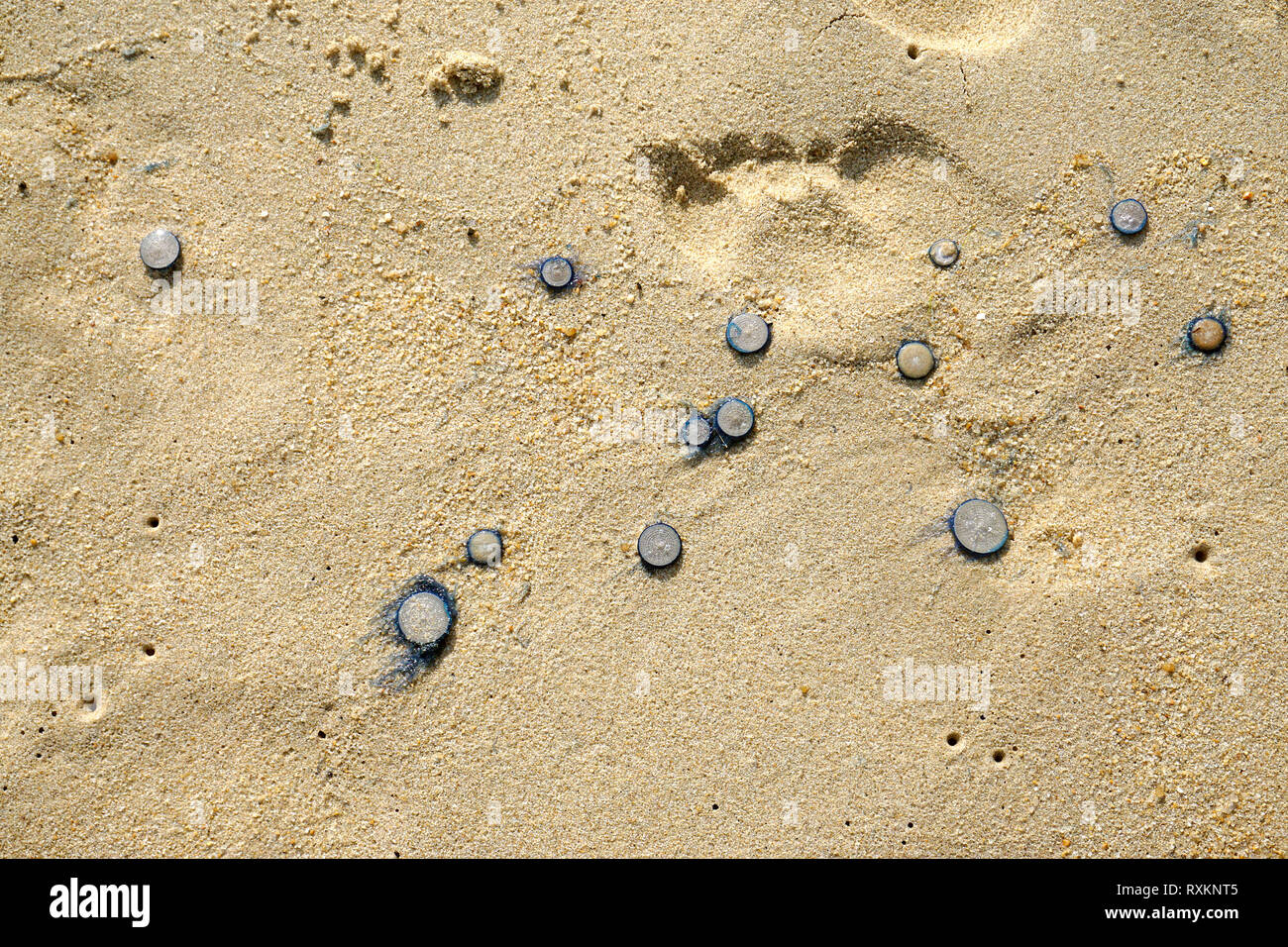 Blue button jellyfishes (Porpita porpita) washed up on shore, Koh Samui, Thailand Stock Photo