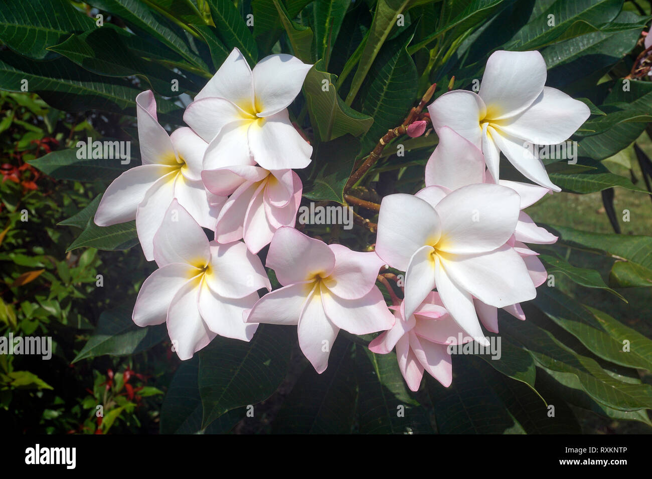 Frangipani (Plumeria alba), Blütenstand, Koh Samui, Thailand | White Plumeria (Plumeria alba), blooming, Koh Samui, Thailand Stock Photo