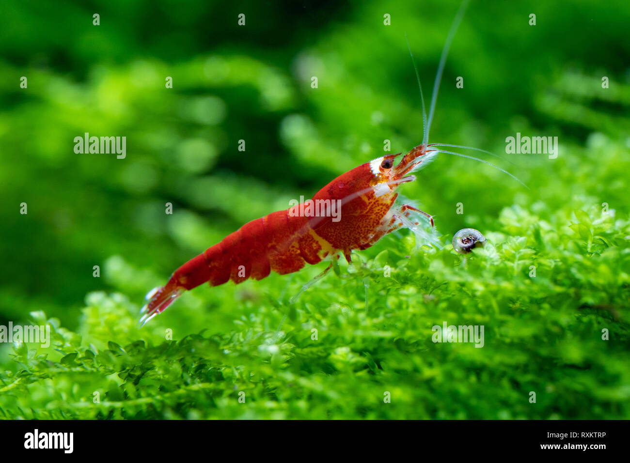 Super red santa shrimp on aquatic moss in freshwater aquarium Stock Photo