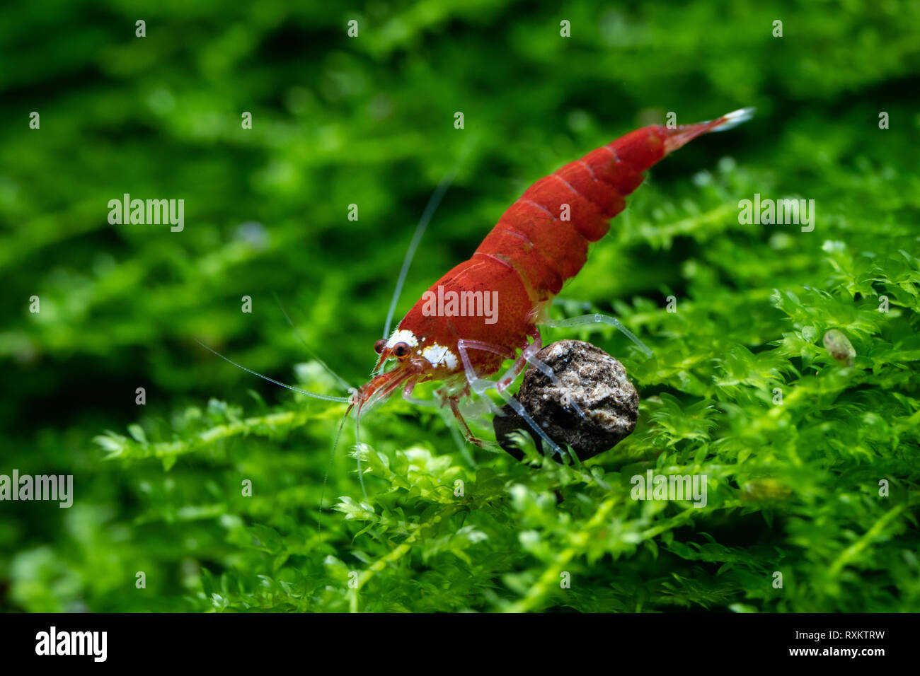 Super red (Santa) caridina shrimp feeding on commercial food pellet in freshwater tank Stock Photo