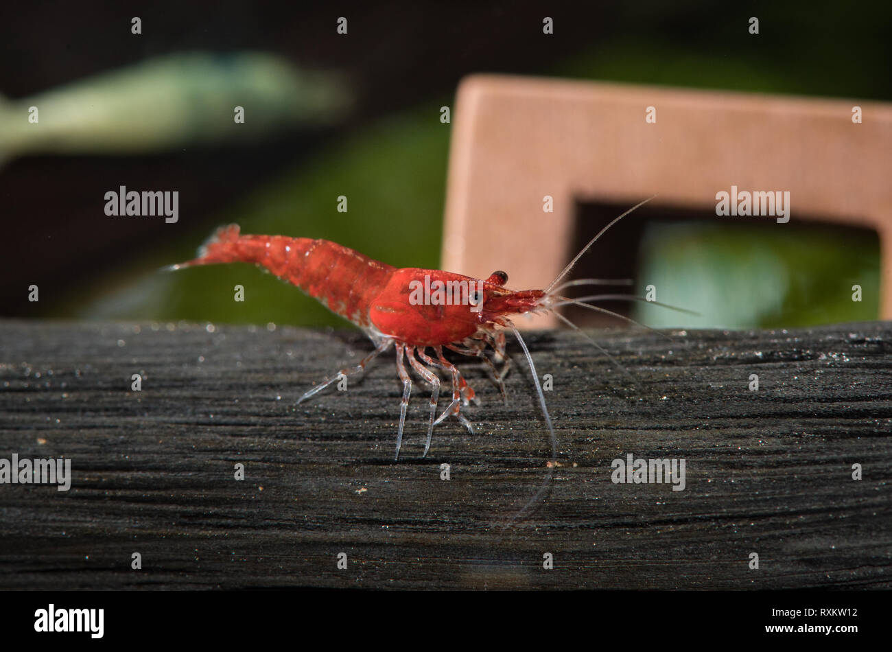 Freshwater pet shrimp grazing in planted tank Stock Photo Alamy