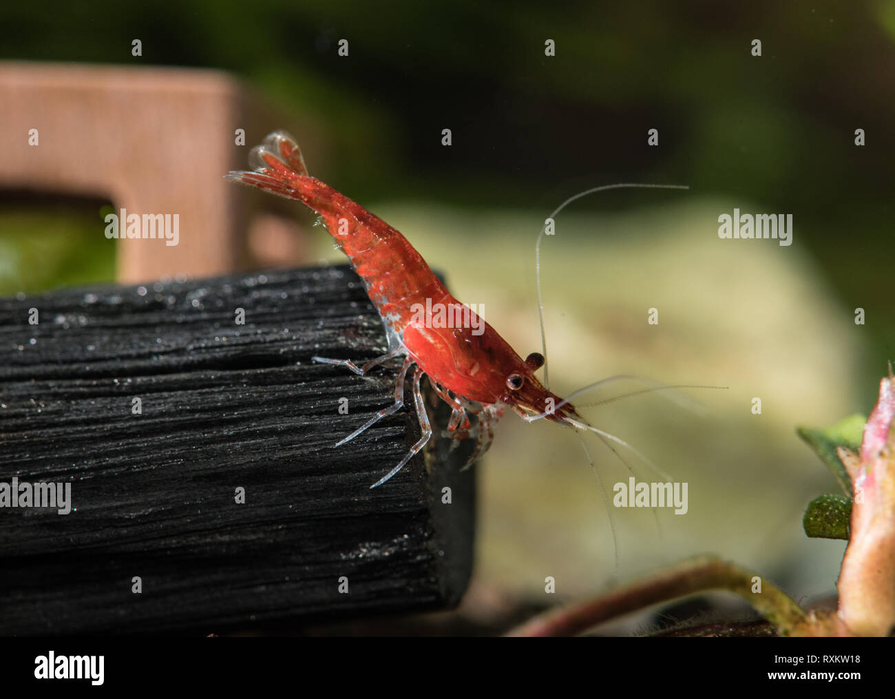 Red cherry shrimp (neocaridina davidi)  standing on charcoal stick in freshwater aquarium Stock Photo