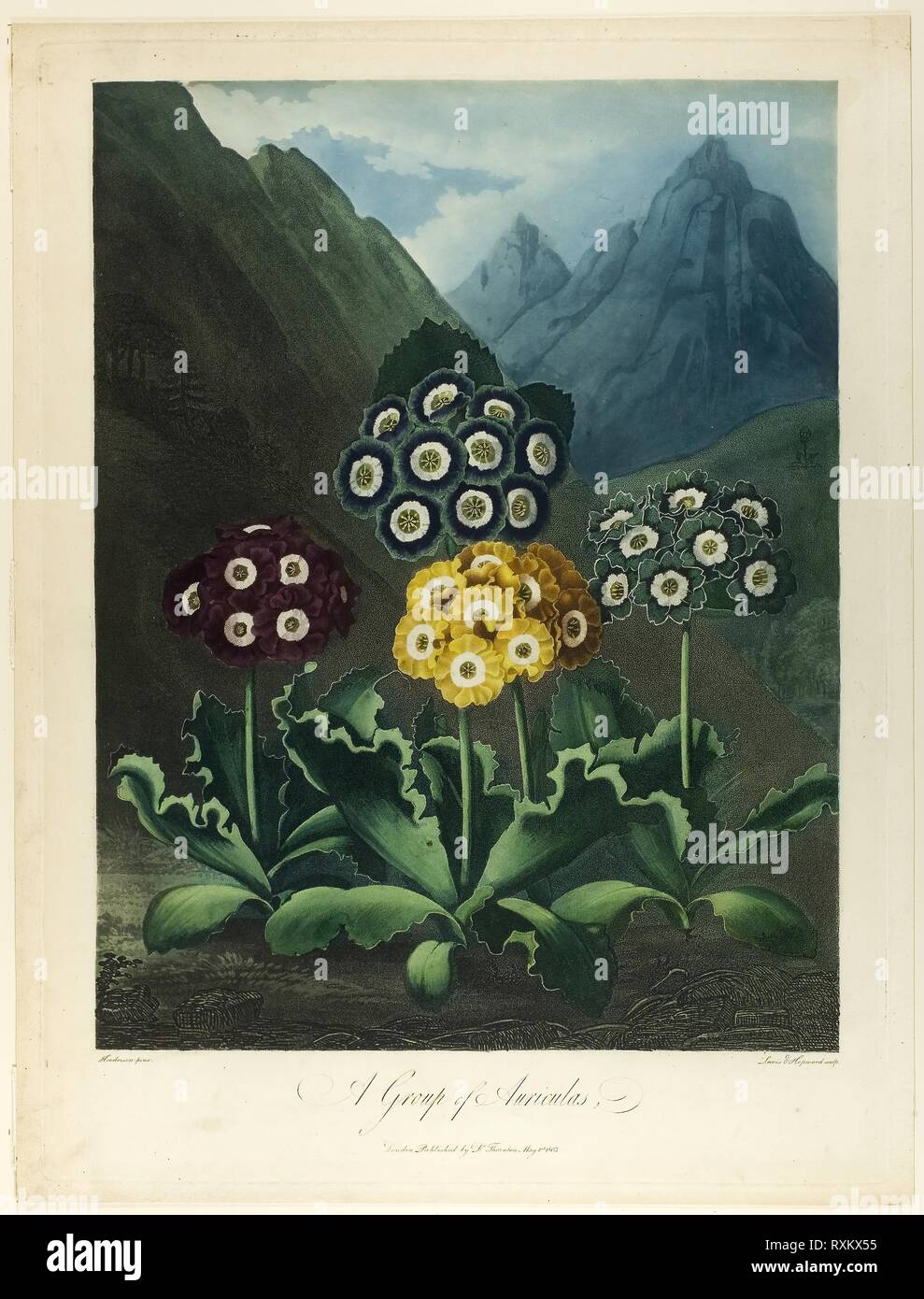 A Group of Auriculas, from The Temple of Flora. Frederick Christian Lewis, the elder (English, 1779-1856); James Hopwood, the elder (English, c. 1752-1819); after Peter Charles Henderson (English, active 1791-1829); published by Dr. Robert John Thornton (English, 1768-1837). Date: 1803. Dimensions: 250 × 185 mm (image); 375 × 277 mm (plate); 385 × 310 mm (sheet). Color aquatint, with stipple engraving and etching, inked à la poupée, with watercolor (hand-coloring) on cream wove paper. Origin: England. Museum: The Chicago Art Institute. Author: L. V. Hopwood. Stock Photo