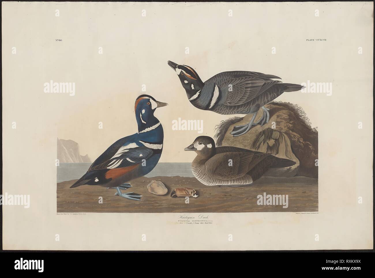 Harlequin Duck. Robert Havell (English, 1793-1878); after John James Audubon (American, 1785-1851). Date: 1825-1839. Dimensions: 525 x 717 mm (plate); 655 x 979 mm (sheet). Hand-colored engraving with aquatint and etching on ivory wove paper. Origin: United Kingdom. Museum: The Chicago Art Institute. Stock Photo