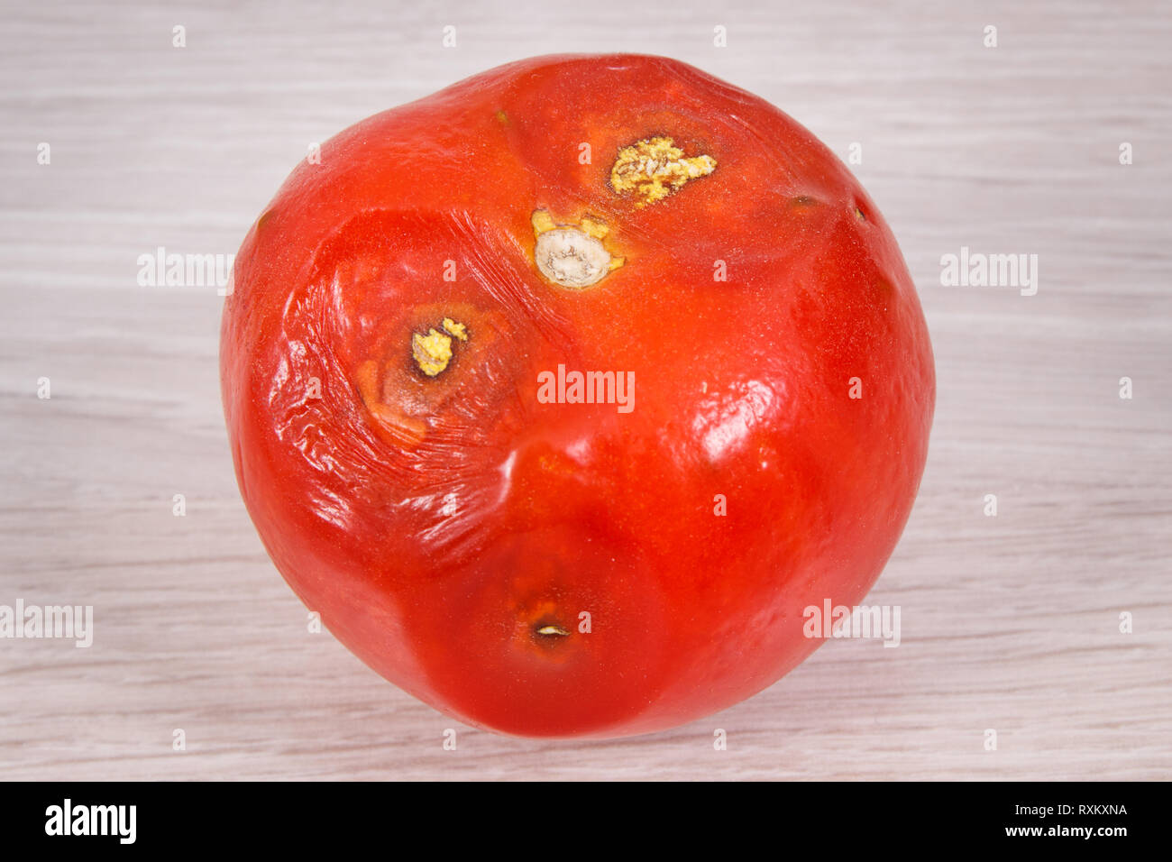 https://c8.alamy.com/comp/RXKXNA/old-wrinkled-moldy-tomato-on-board-unhealthy-and-disgusting-eating-RXKXNA.jpg