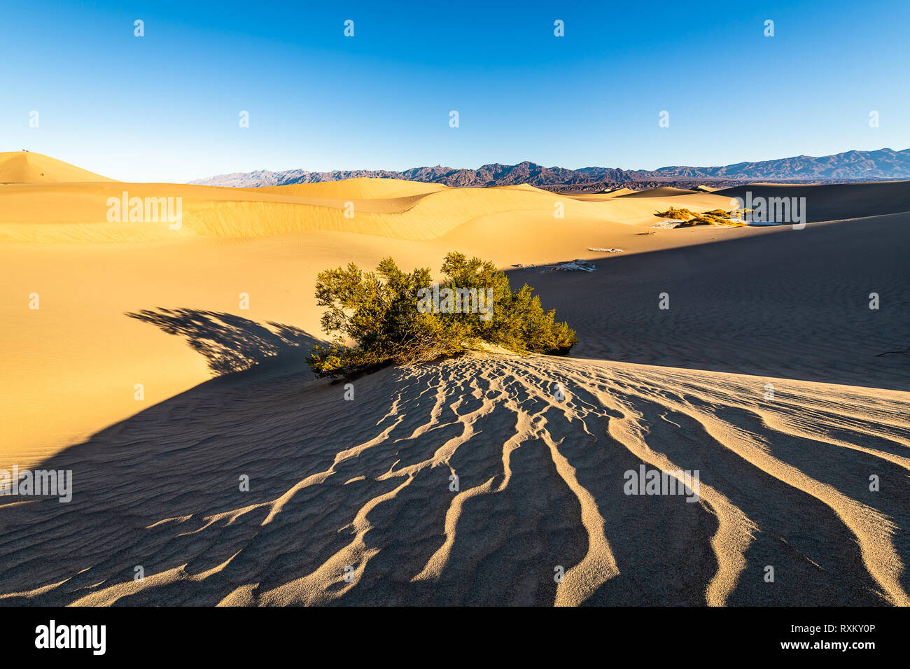 Mesquite Flat Sand Dunes at golden hour Stock Photo
