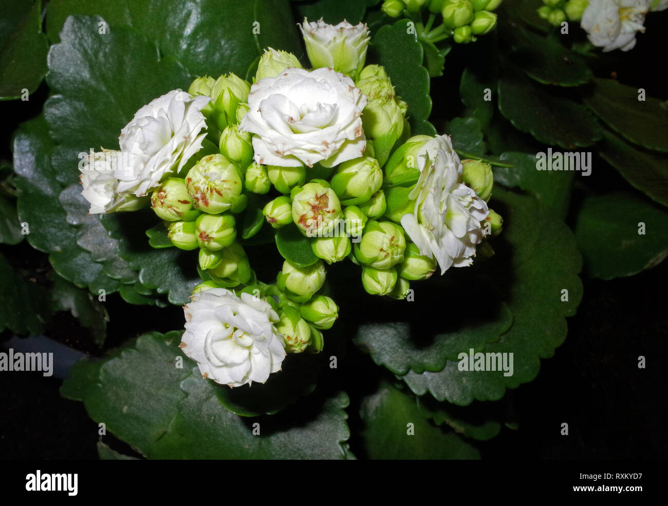 Calandiva blooming close-up Stock Photo