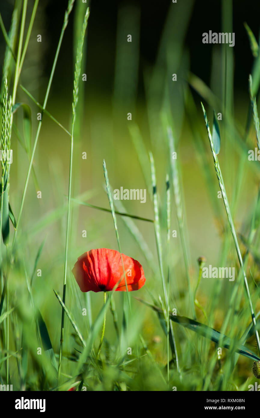 Red Poppy in a Green Field Stock Photo