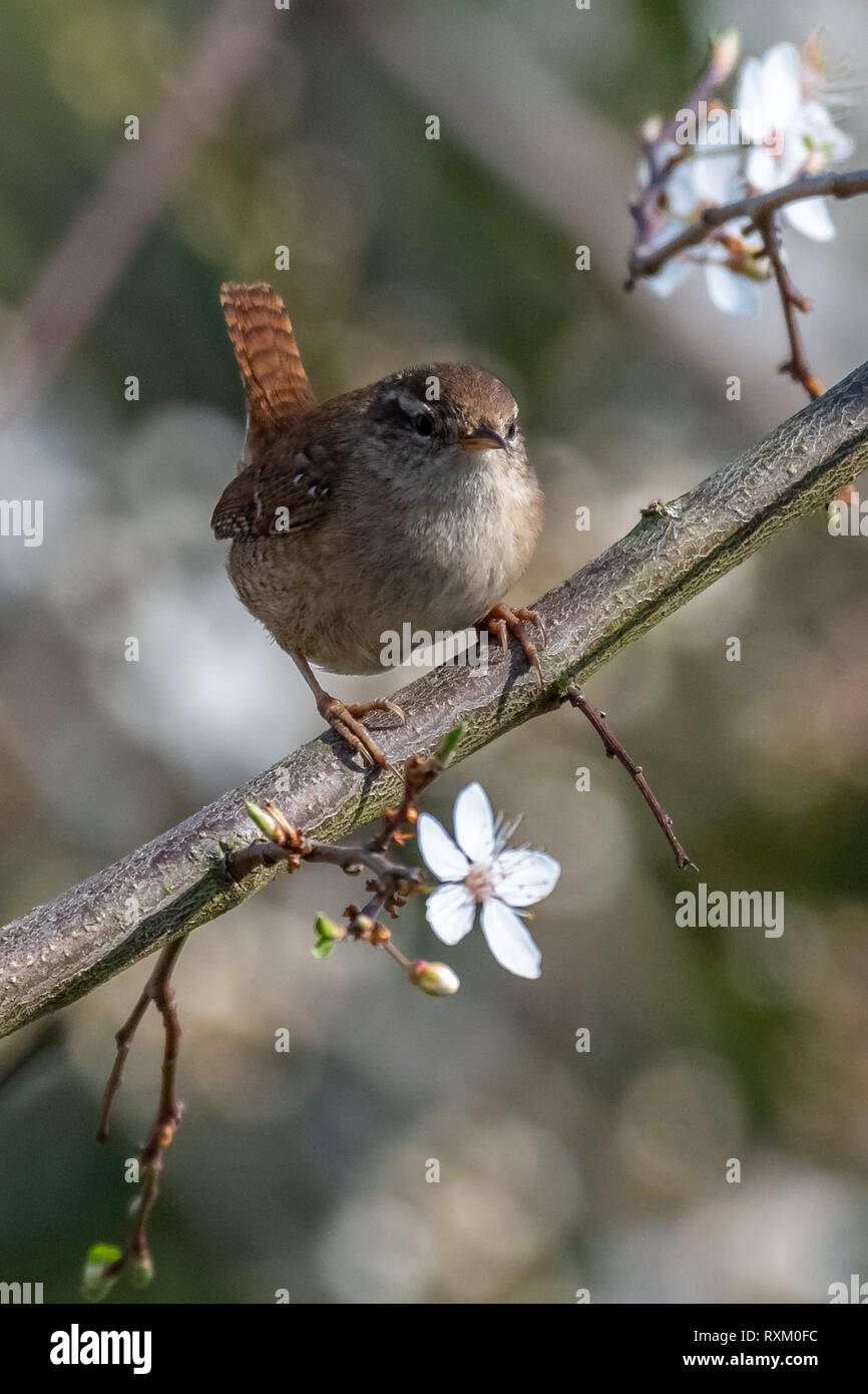 Eurasian wren (Troglodytes troglodytes Stock Photo Alamy